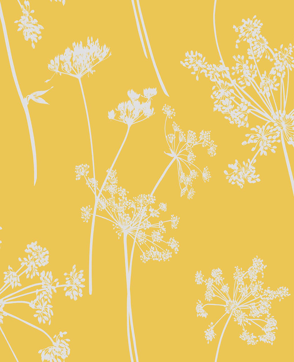 Anthriscus Summer Wallpaper