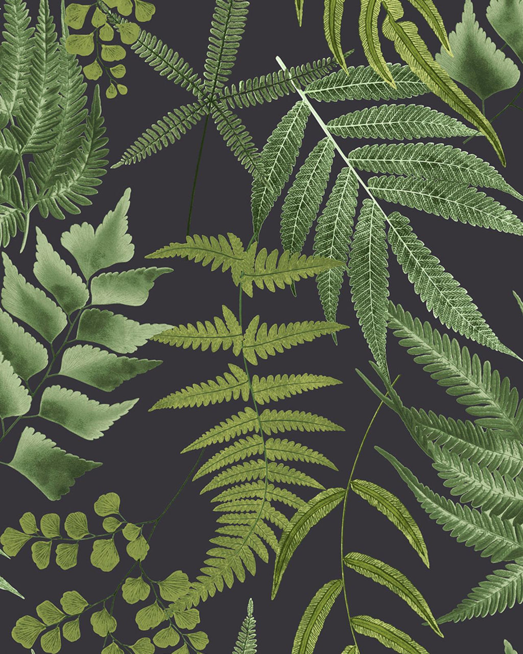 Midsummer Fern Black Wallpaper