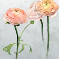 Tourangelle Scene 1 Peony (Scenes and Murals)