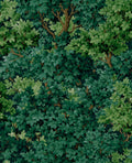 Coppice Forrest Wallpaper