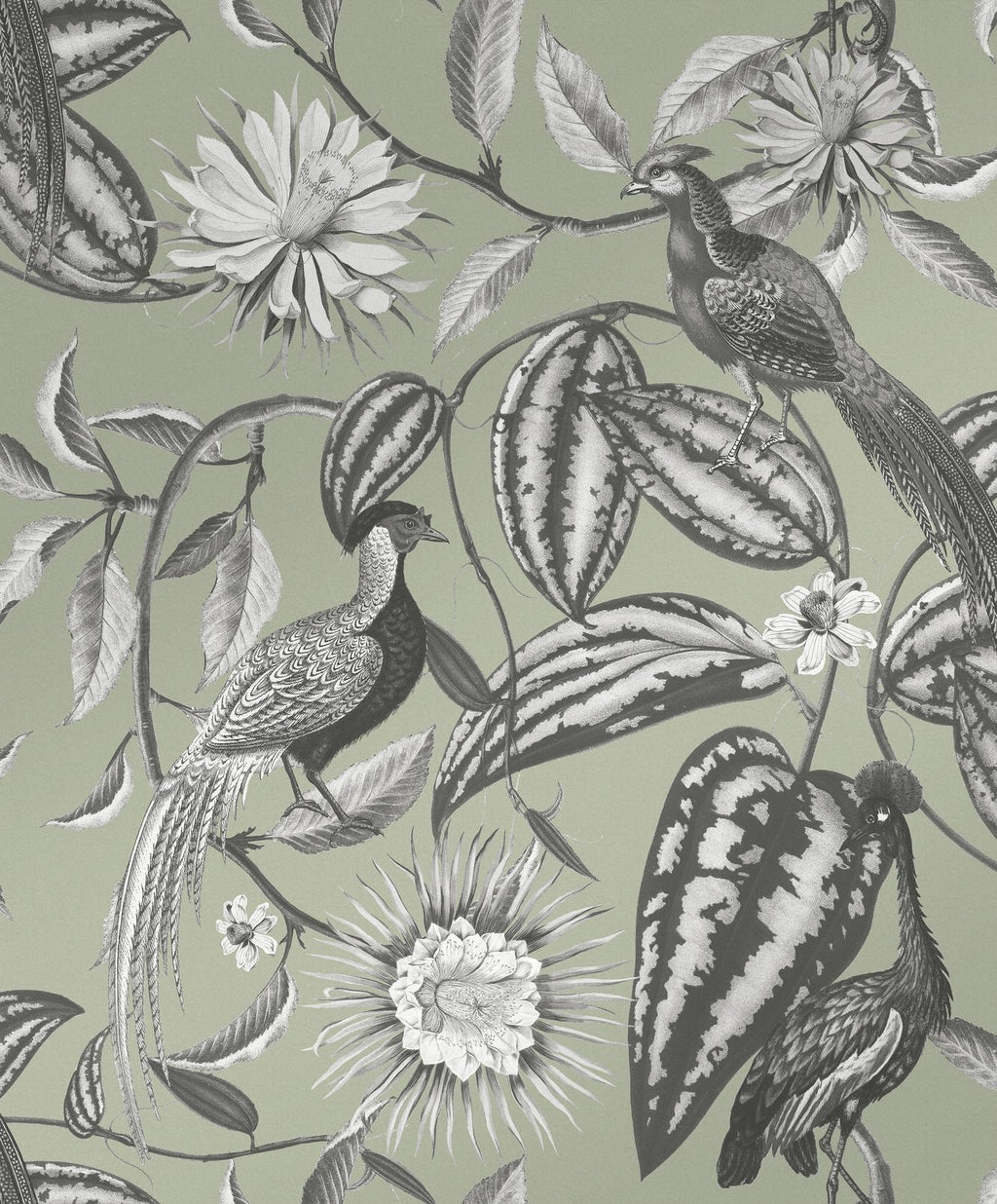 Amherst's Garden Sage Wallpaper