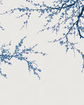 Sakura Sky Bespoke Mural