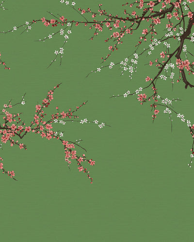 Sakura Ecuador Bespoke Mural