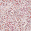 Painterly Flora Pink Wallpaper