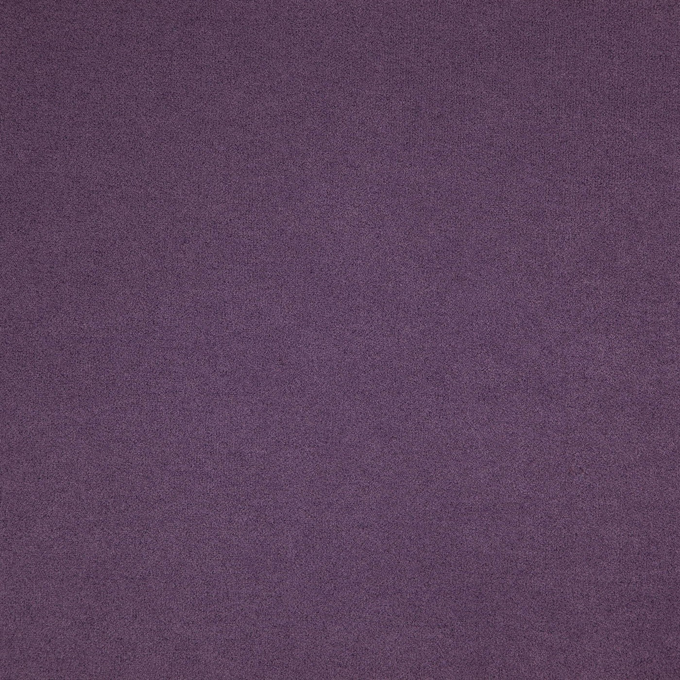 Montana Violet