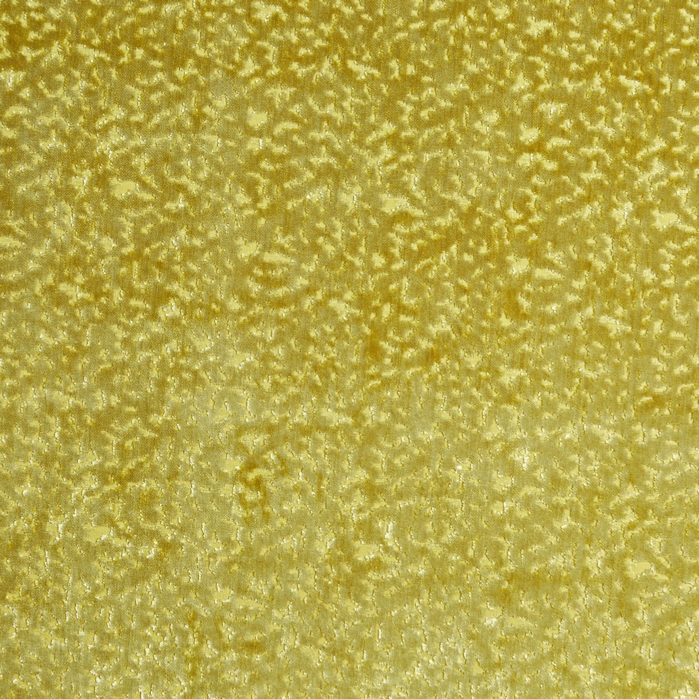 Pharaoh Citron