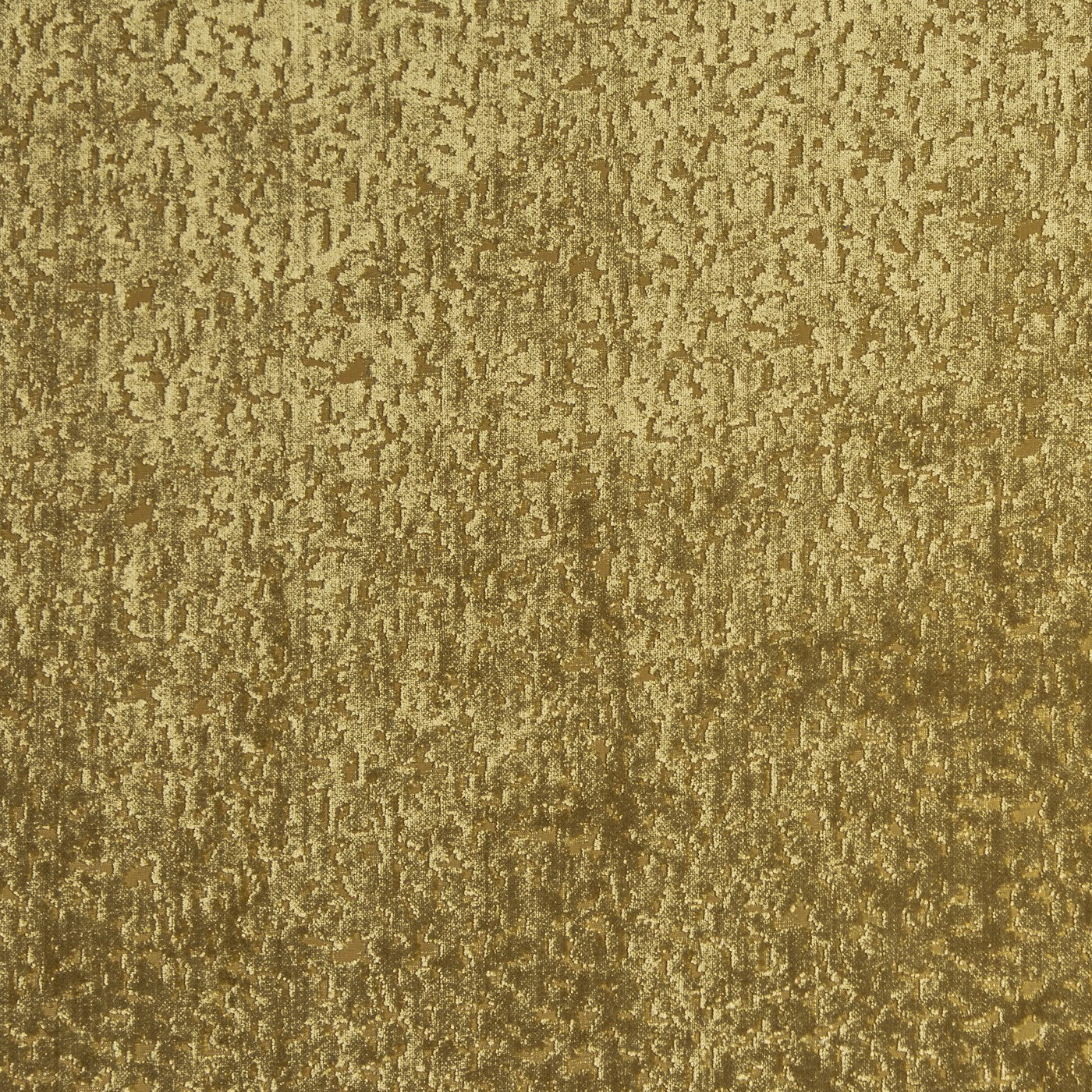 Pharaoh Willow