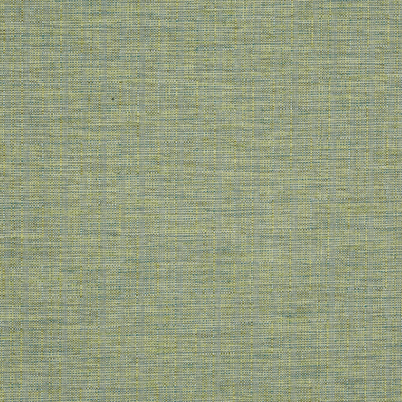 Twine Palm