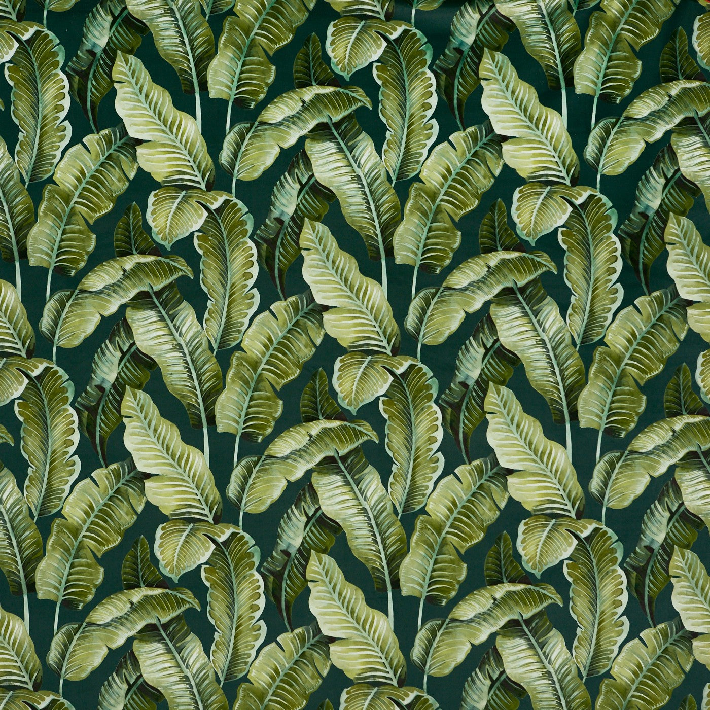 Nicobar Rainforest (pts104)