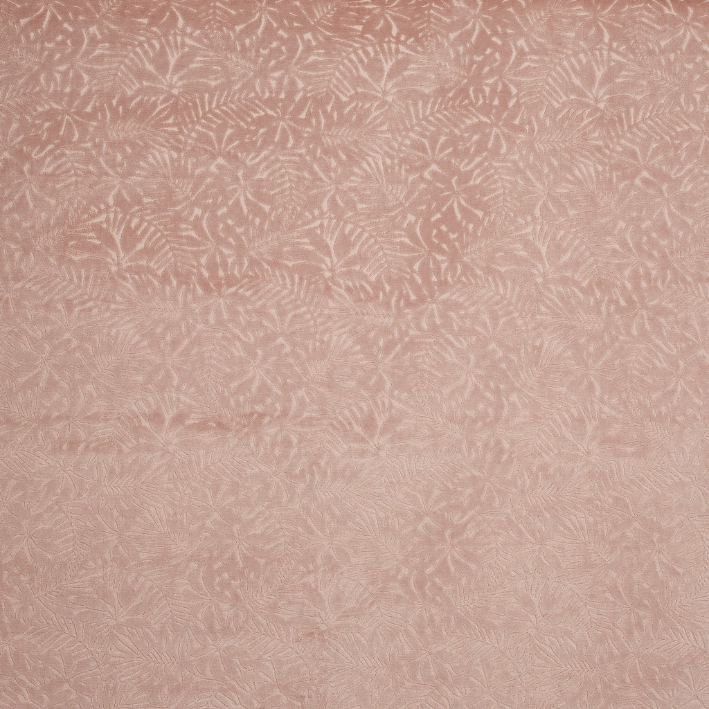Perennial Woodrose