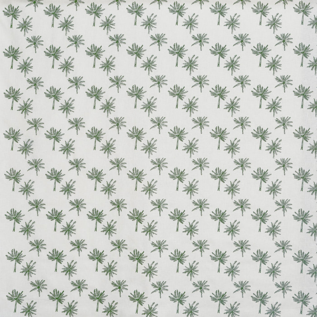 Little Palm Fern