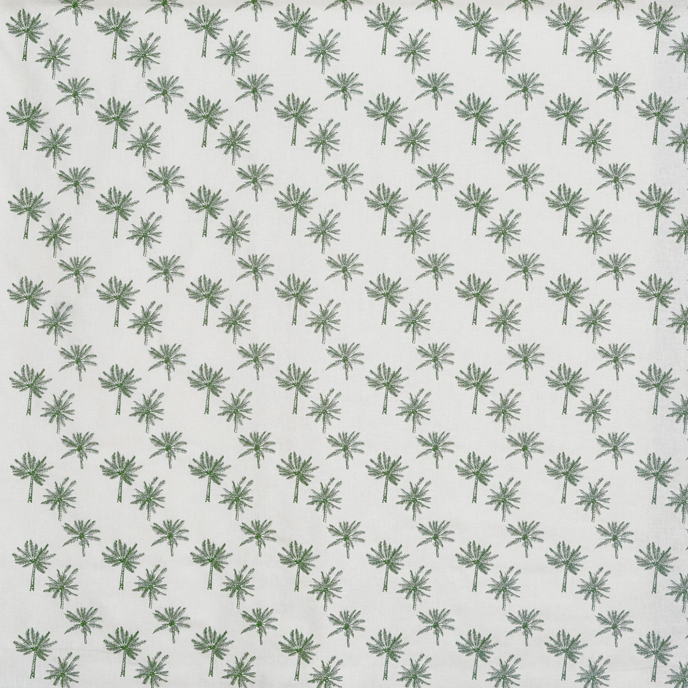 Little Palm Fern