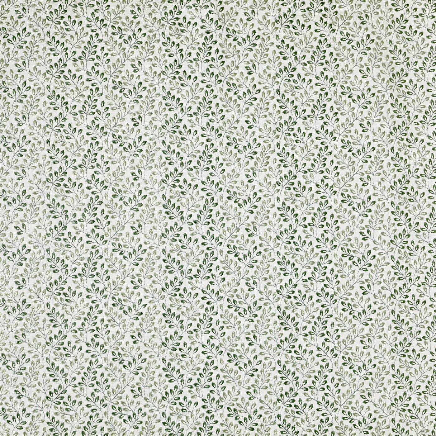 Fitzrovia Laurel