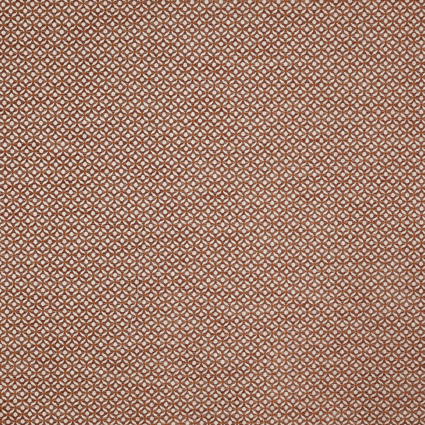 Westwood Apricot