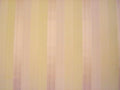 Solar Stripe Rose