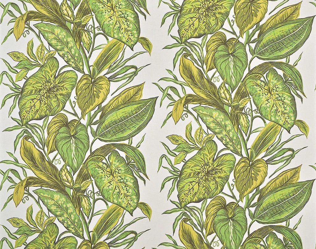Nassau Agave - Jardins Secrets