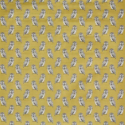 Owlet Olive