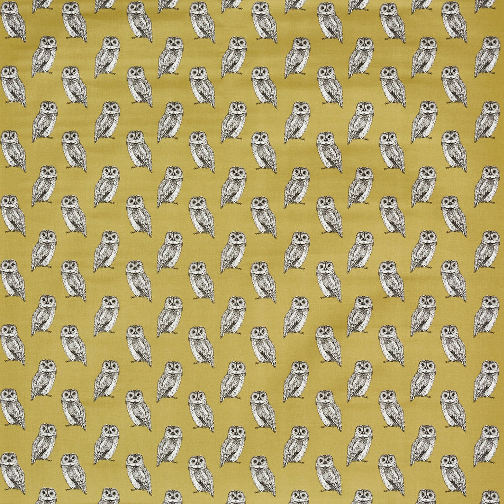 Owlet Olive