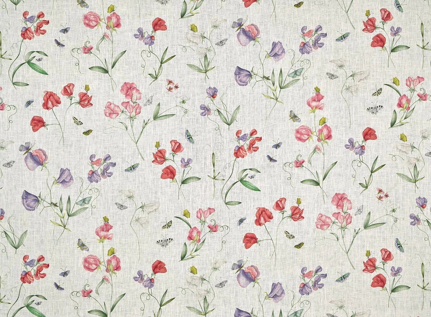 Les pois de senteur Ciel - Jardins Secrets