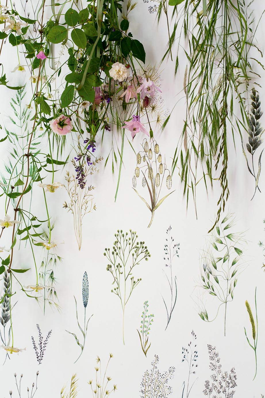 Les graminees Herbe - Jardins Secrets