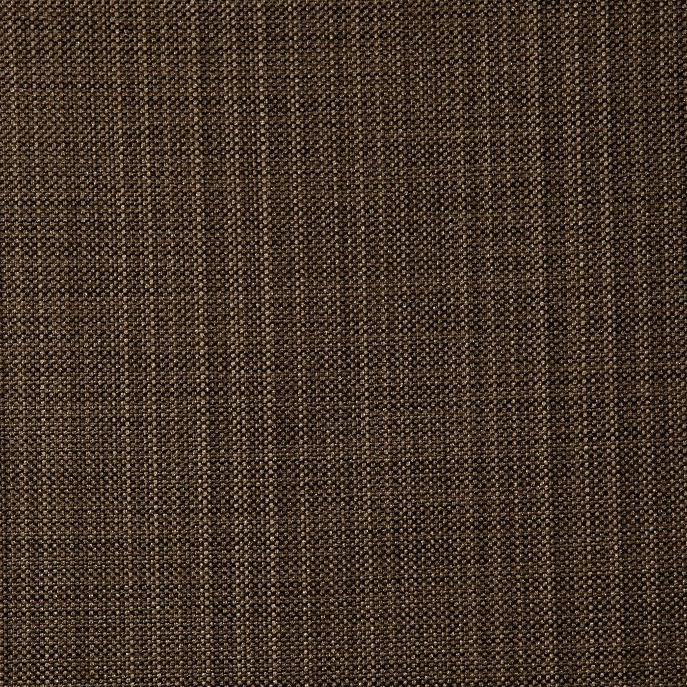 Gem Chestnut