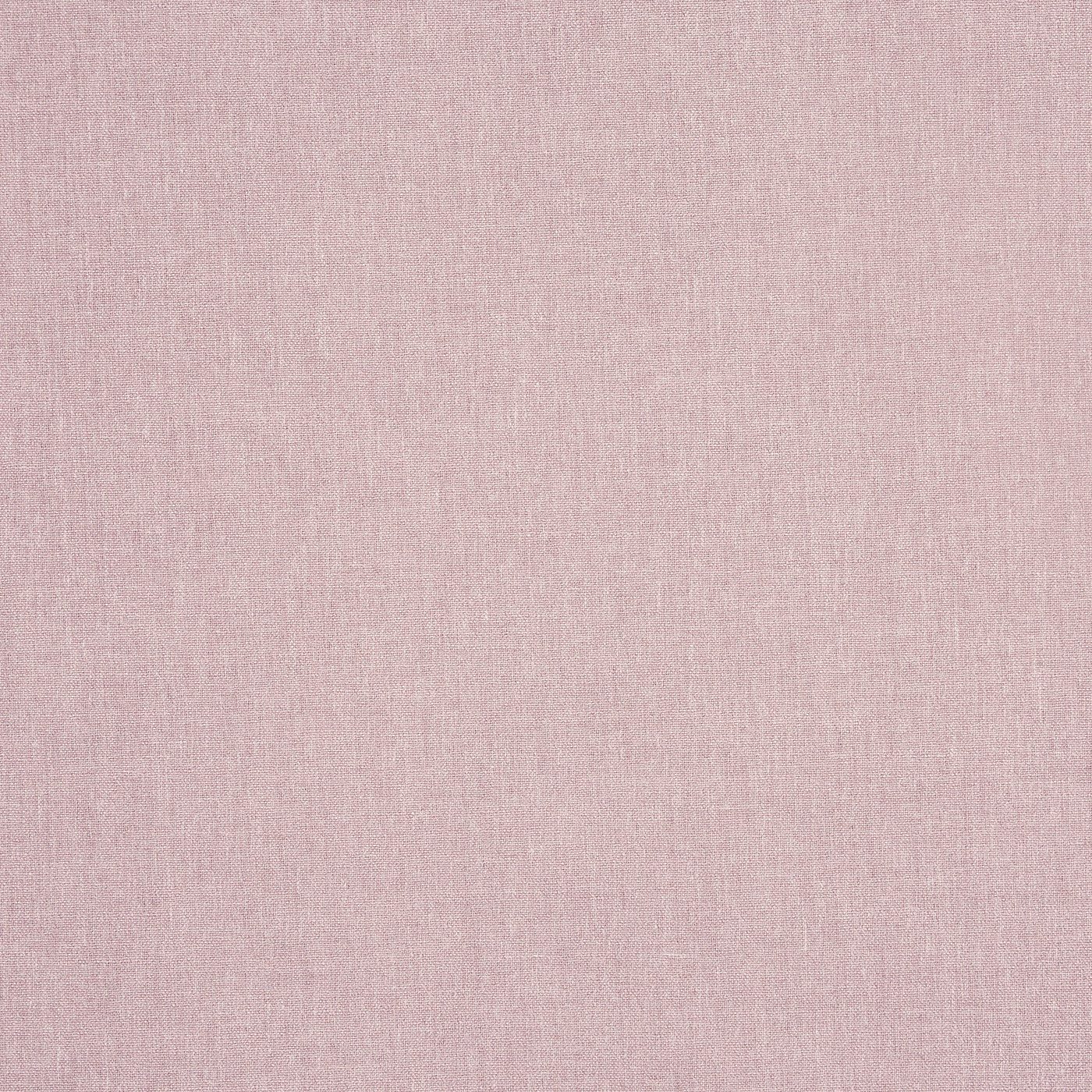 Saxon Rose