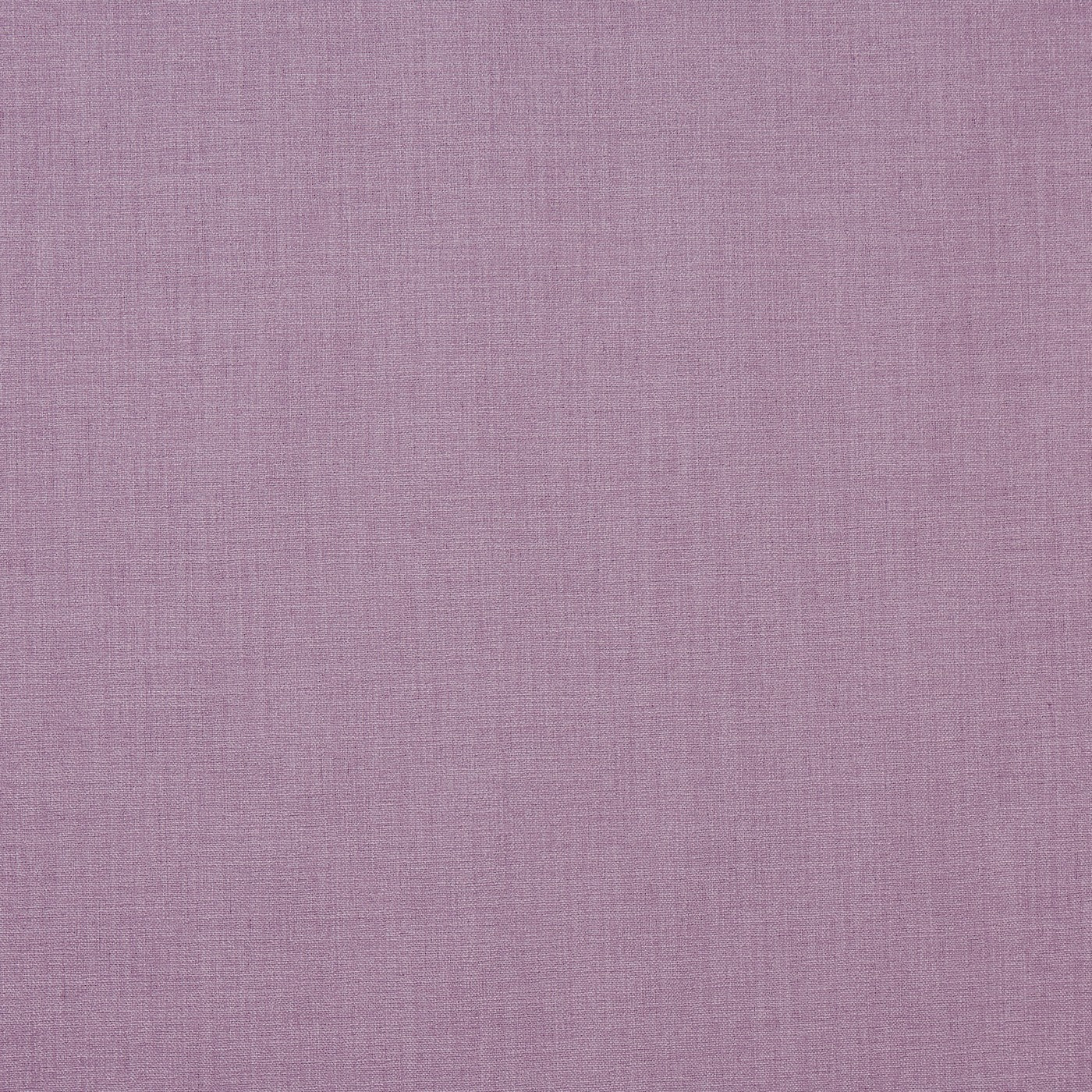 Saxon Lilac