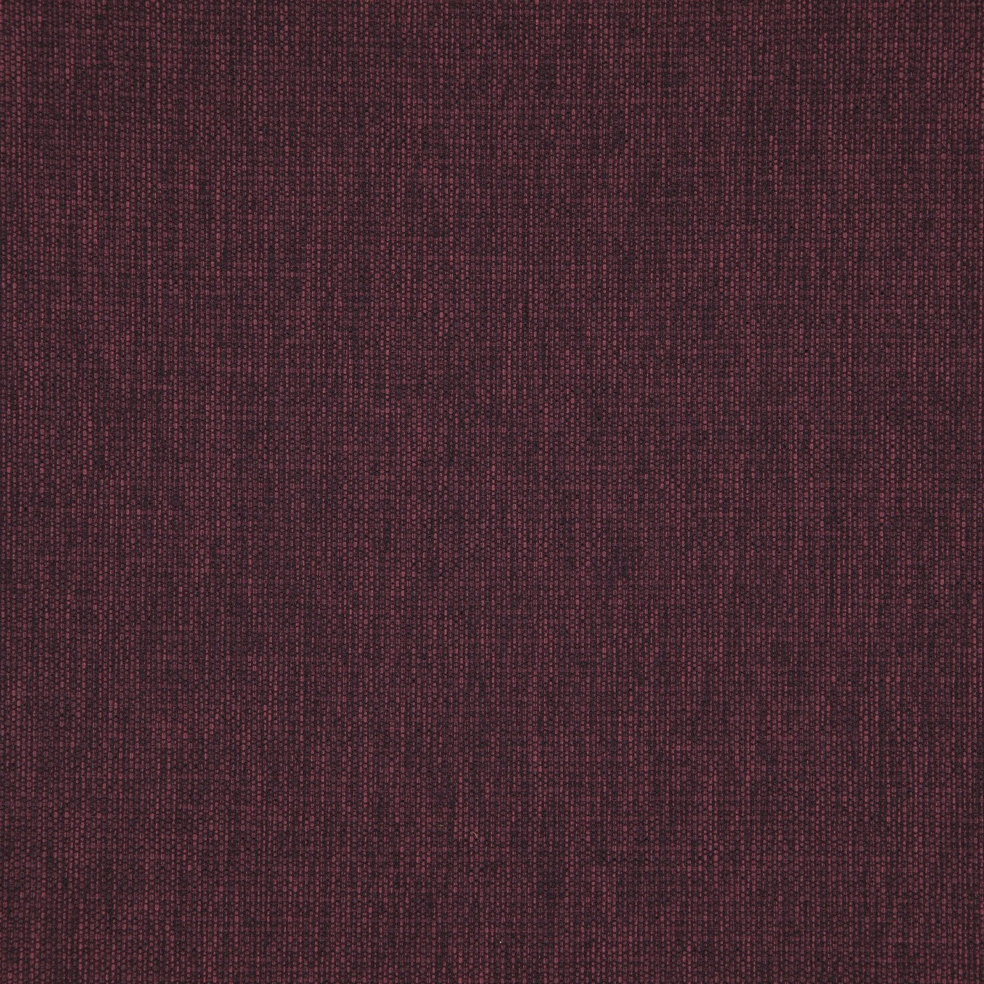 Penzance Mulberry