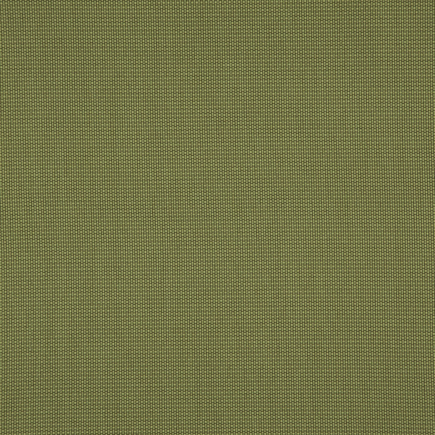 Penzance Olive