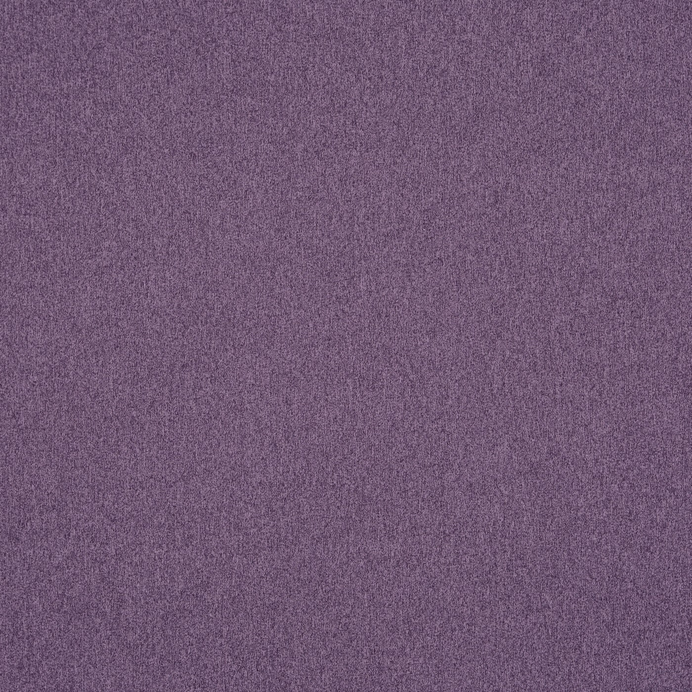 Dusk Heliotrope