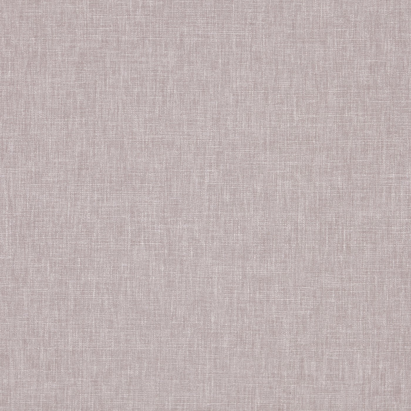 Iceland Ash Rose