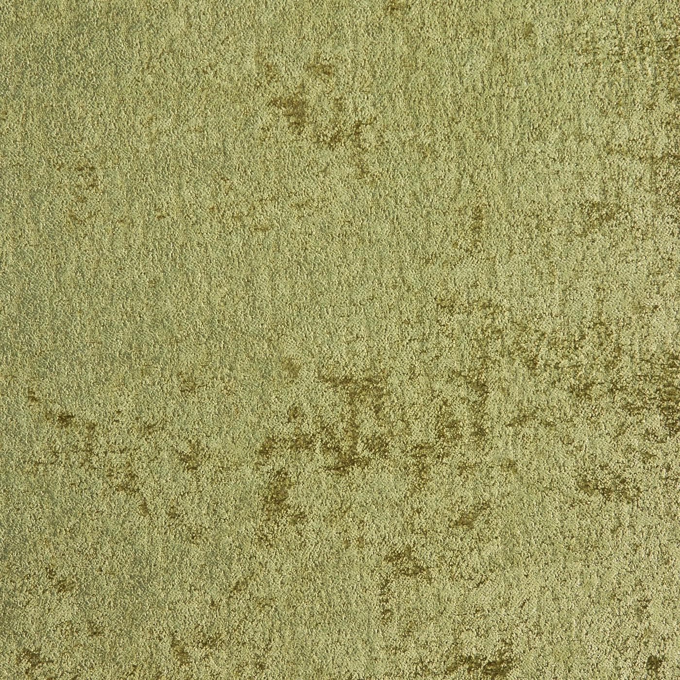 York Olive