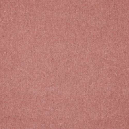 Buxton Rose