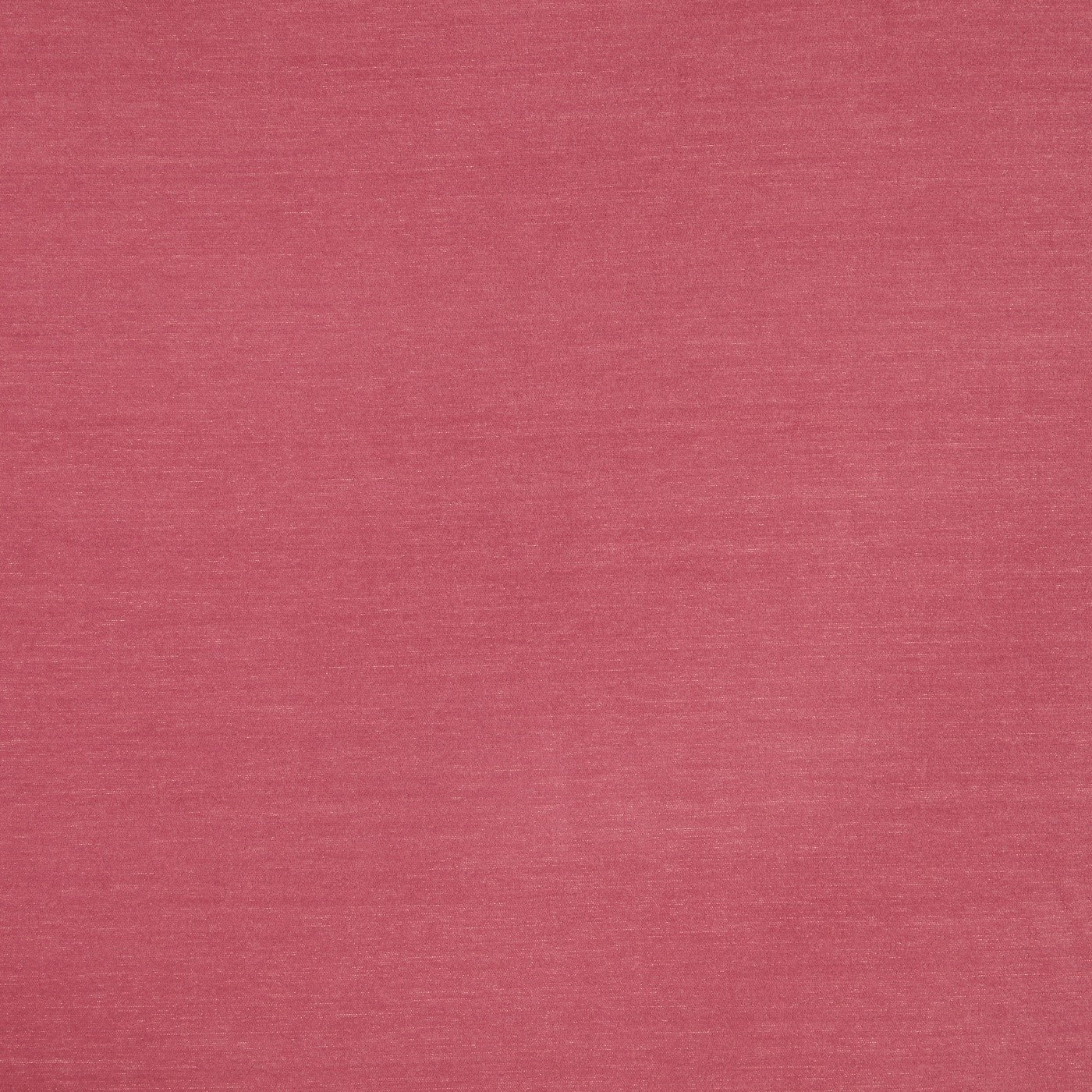 Snowdon Rose