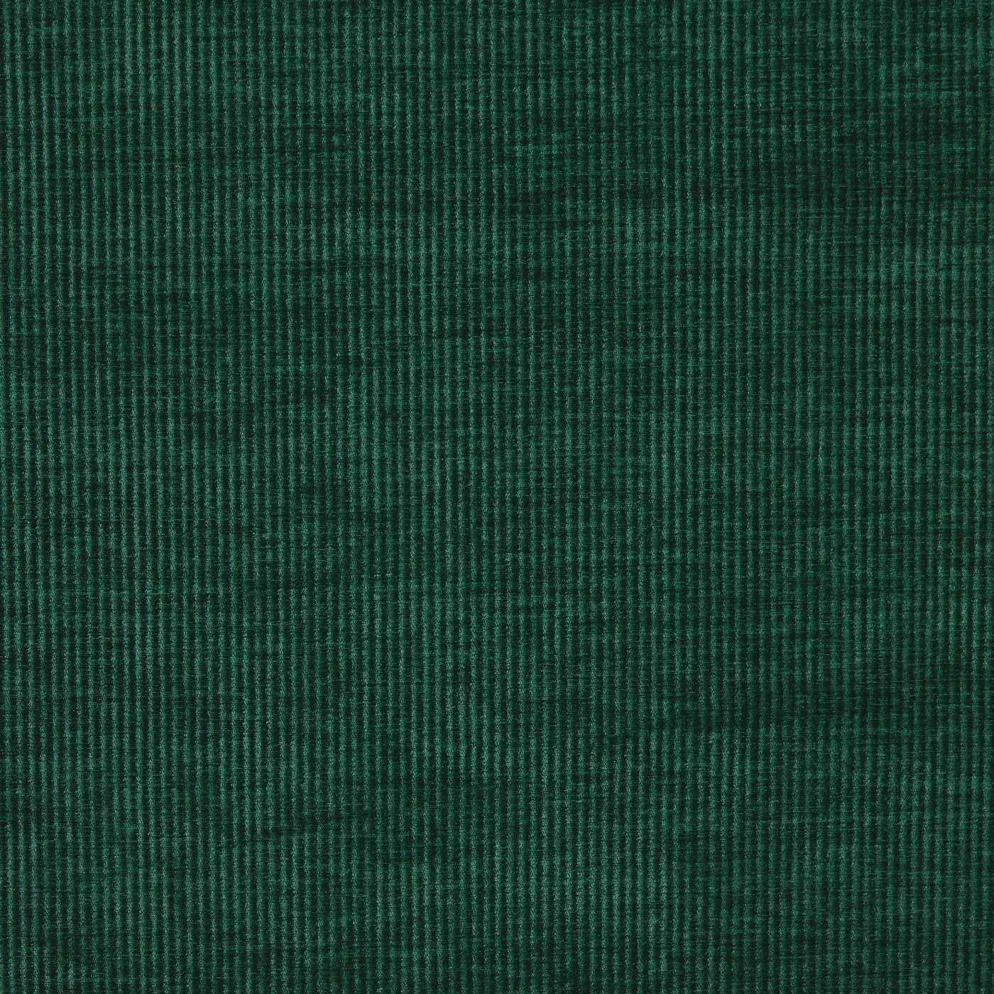 Cord Spruce