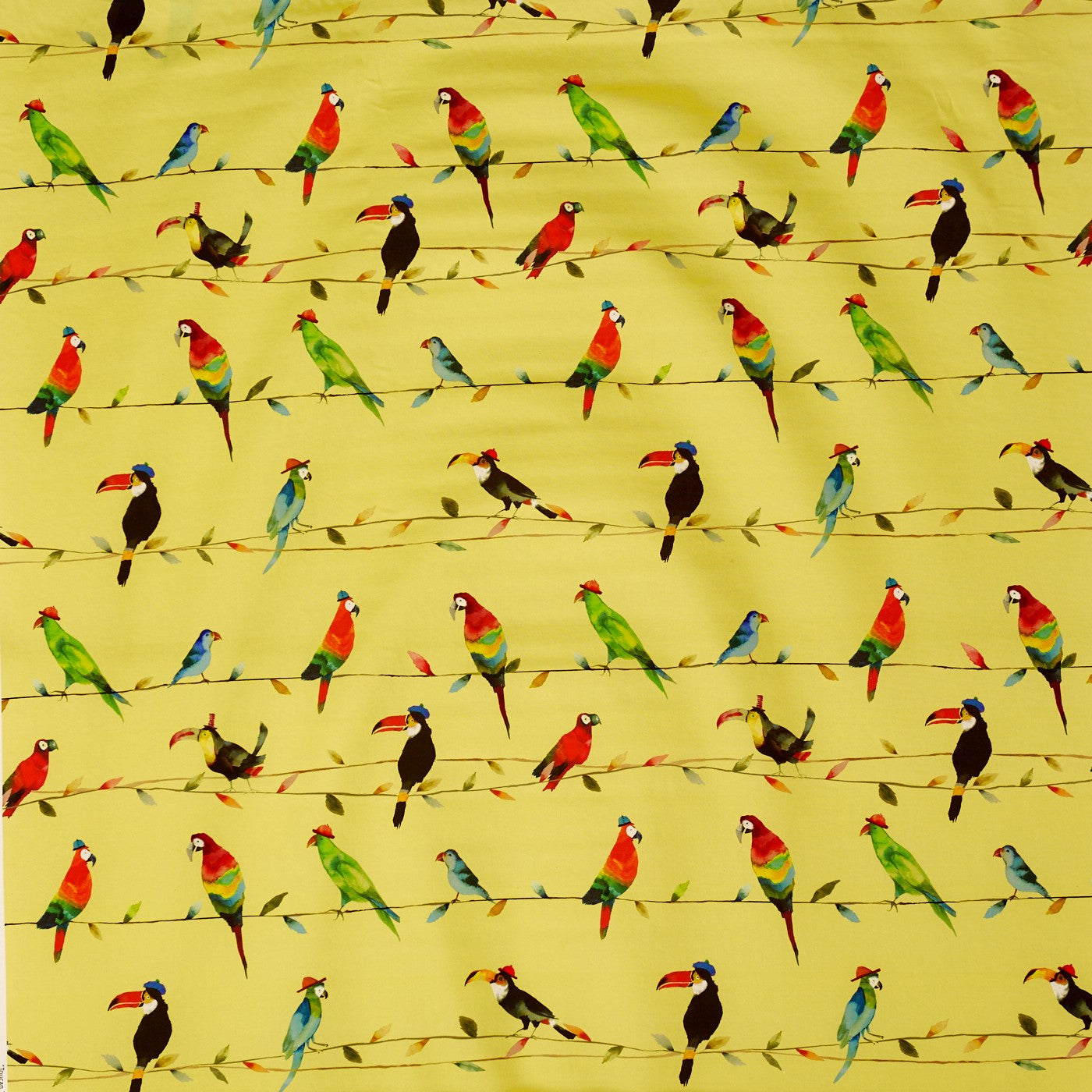 Toucan Talk Zest