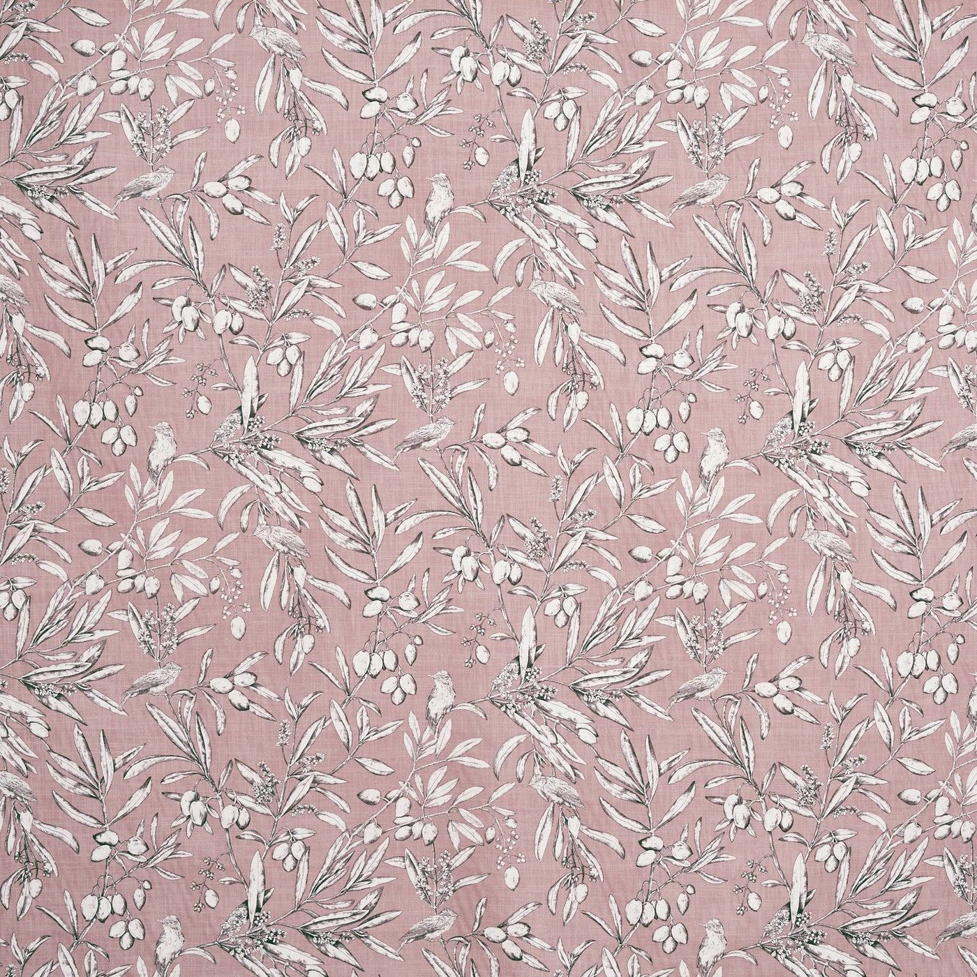 Aviary Woodrose (pts108)