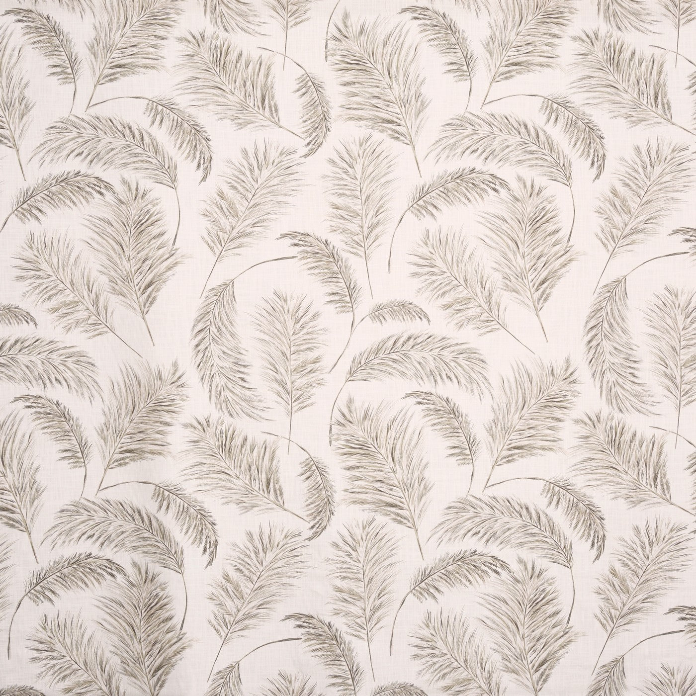 Pampas Grass Parchment (pts108)