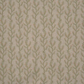 Boughton Ginger (pts119)