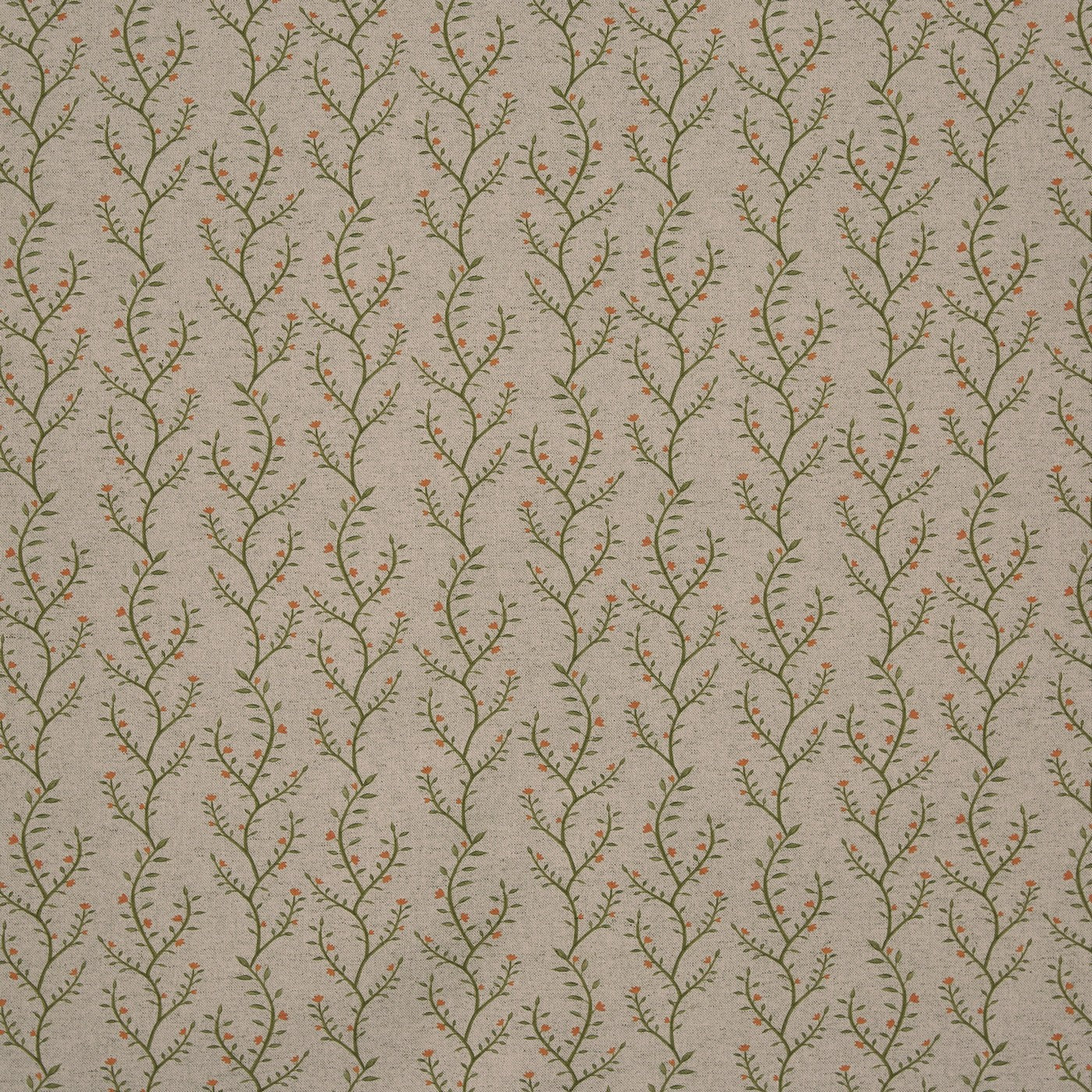 Boughton Ginger (pts119)