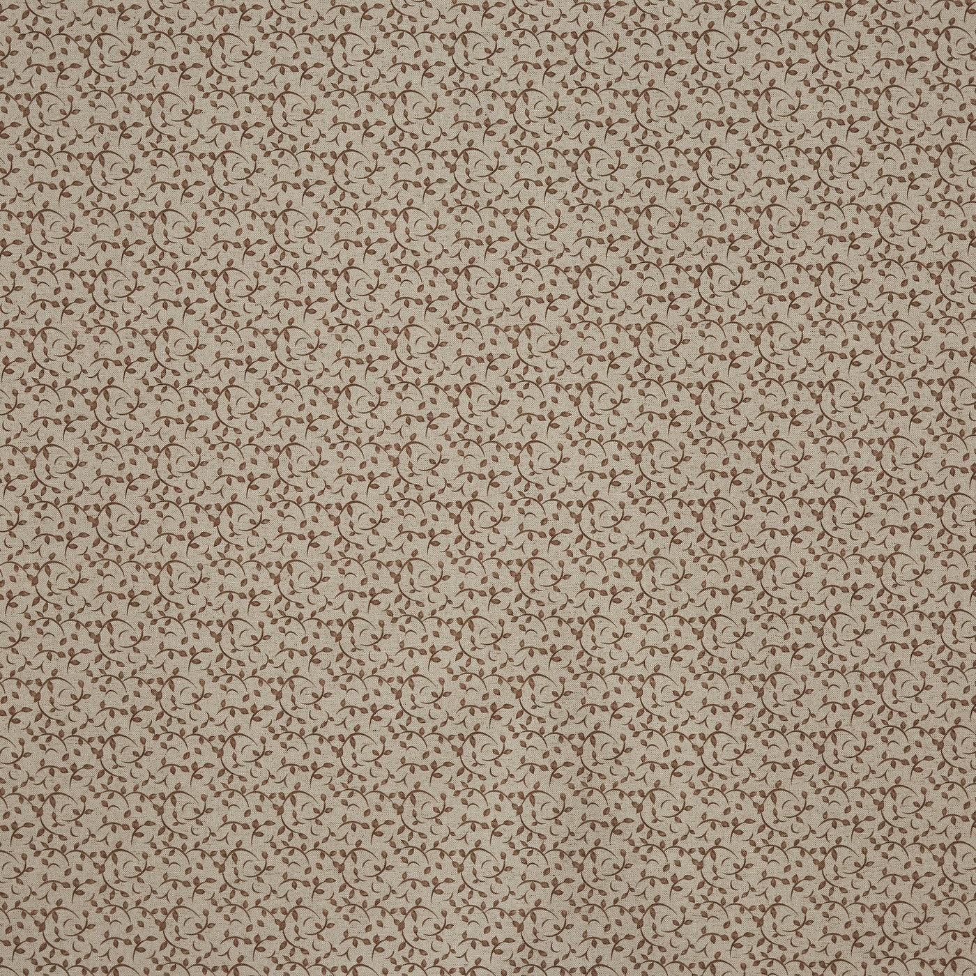 Syon Nutmeg (pts119)