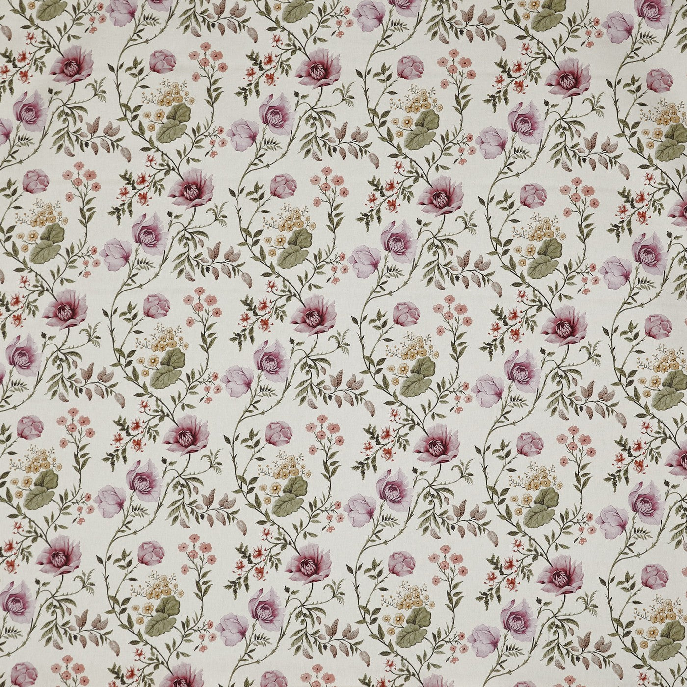 Longmoor Rose