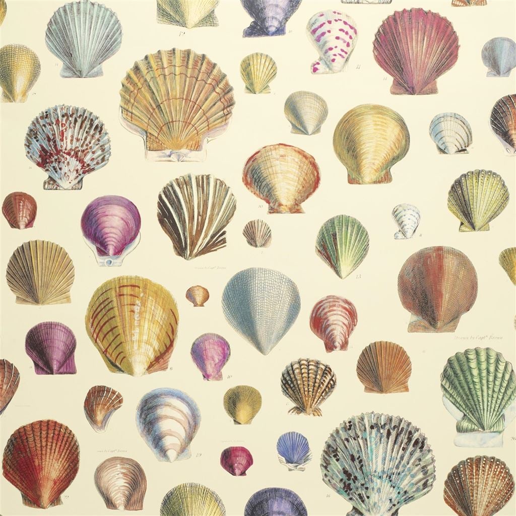 Captain Thomas Browns Shells Sepia (Picture Book Wallpapers II)