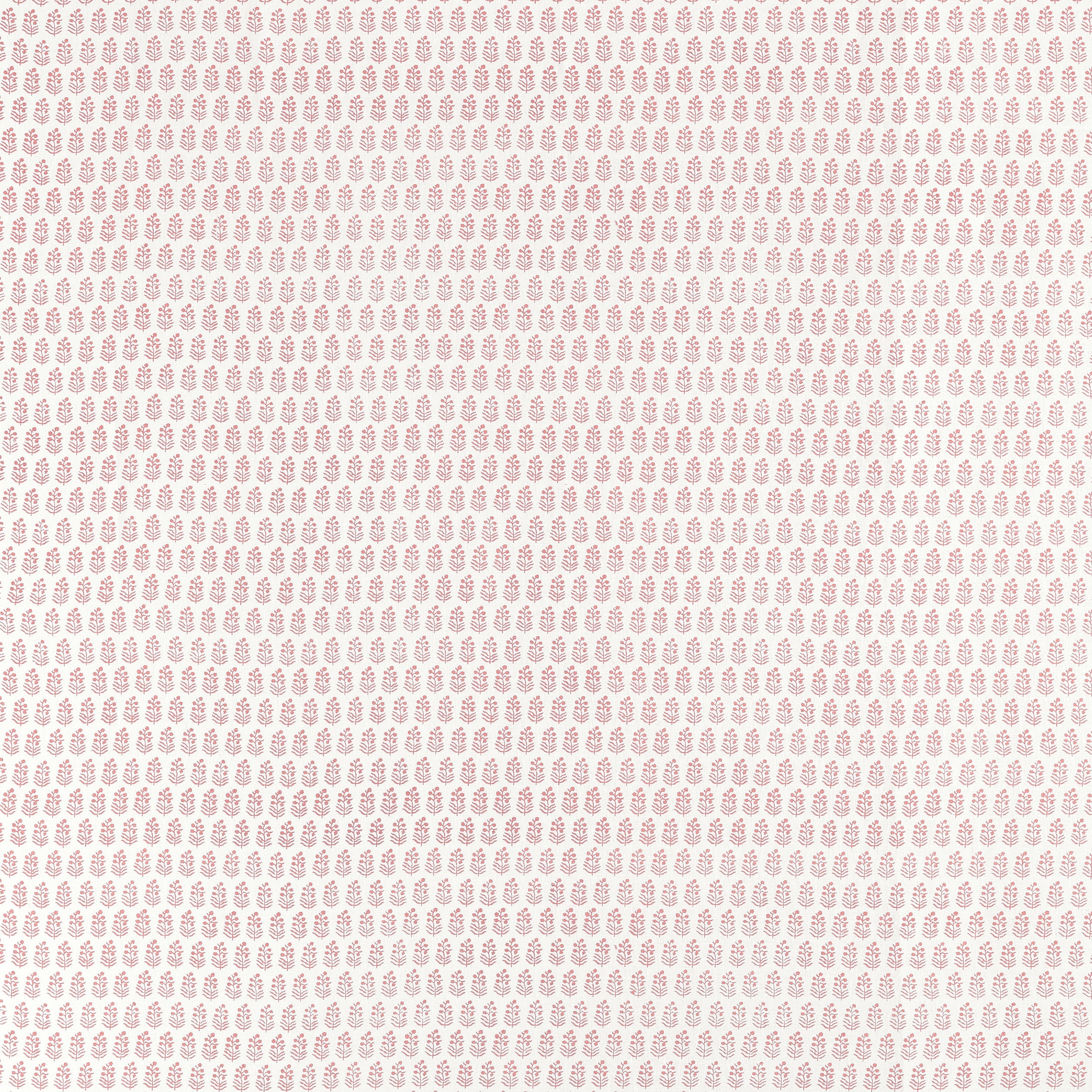 CHLOE - Blush