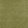 TREFOLIA VELVET - Ivy