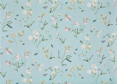 Les pois de senteur Ciel - Jardins Secrets