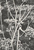 Cow Parsley Soot & Snow
