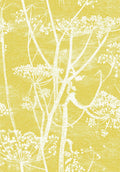Cow Parsley White & Chartreuse