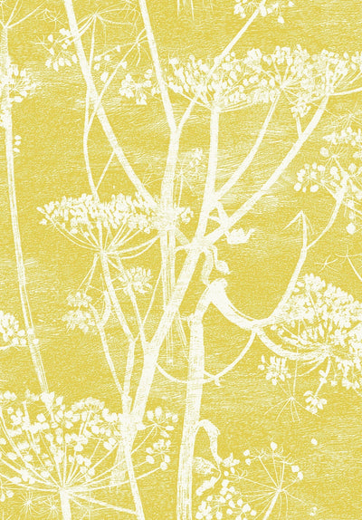 Cow Parsley White & Chartreuse