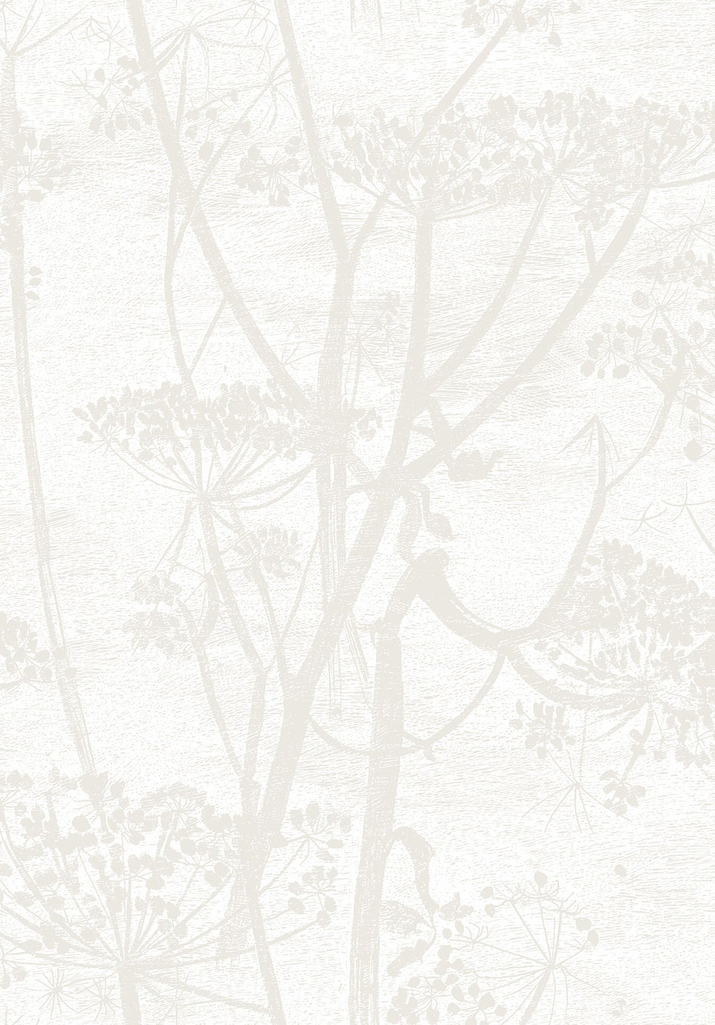 Cow Parsley Chalk and Parchment
